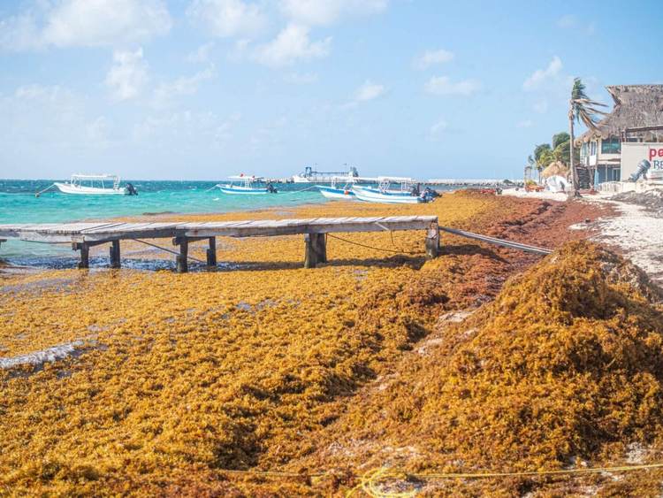 The origin of sargassum seaweed and how it’s reshaping Caribbean shores - Photo 6 The origin of sargassum seaweed and how it’s reshaping Caribbean shores - Photo 6