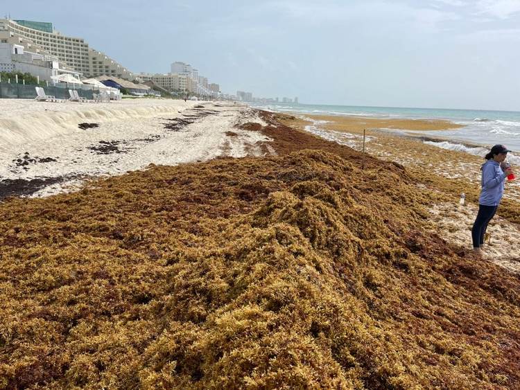 Why Sargassum in Cancun 2025 is worse than ever before - Photo 1
