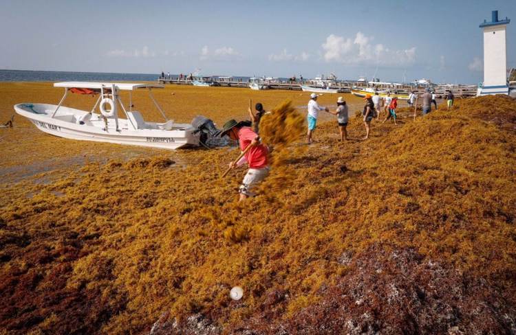 Why Sargassum in Cancun 2025 is worse than ever before - Photo 2