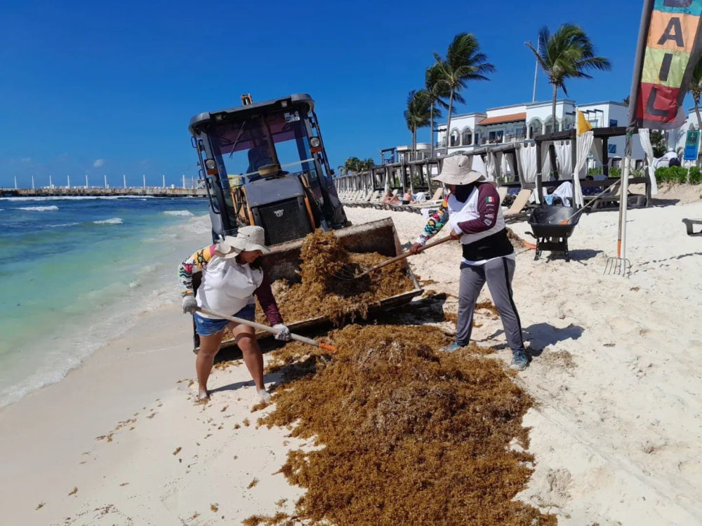 Why Sargassum in Cancun 2025 is worse than ever before - Photo 4