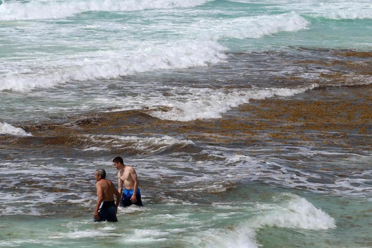 Why Sargassum in Cancun 2025 is worse than ever before - Photo 6