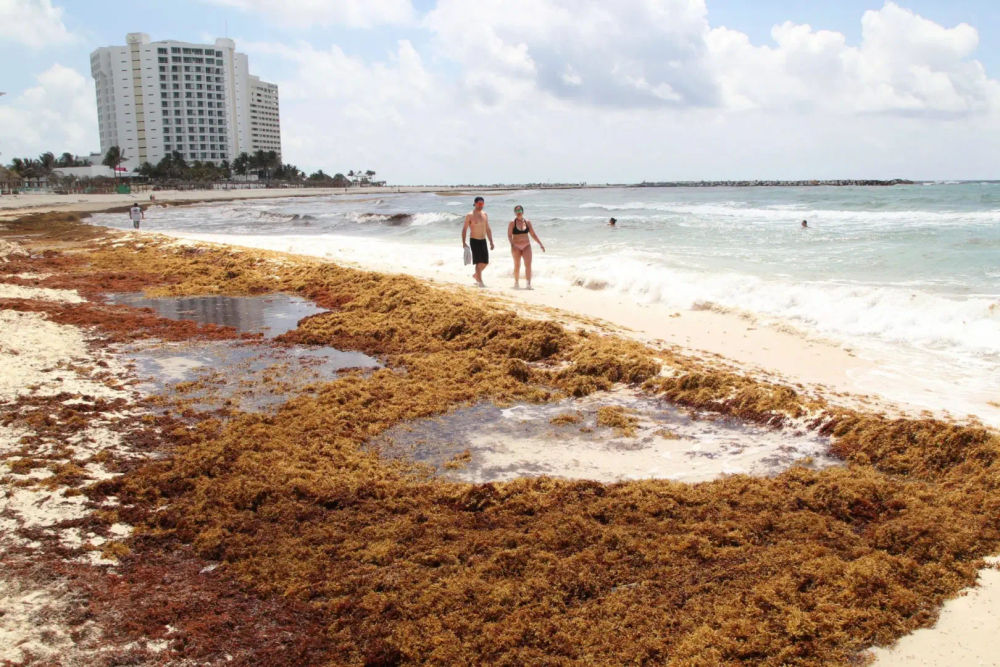 Why Sargassum in Cancun 2025 is worse than ever before - Photo 7