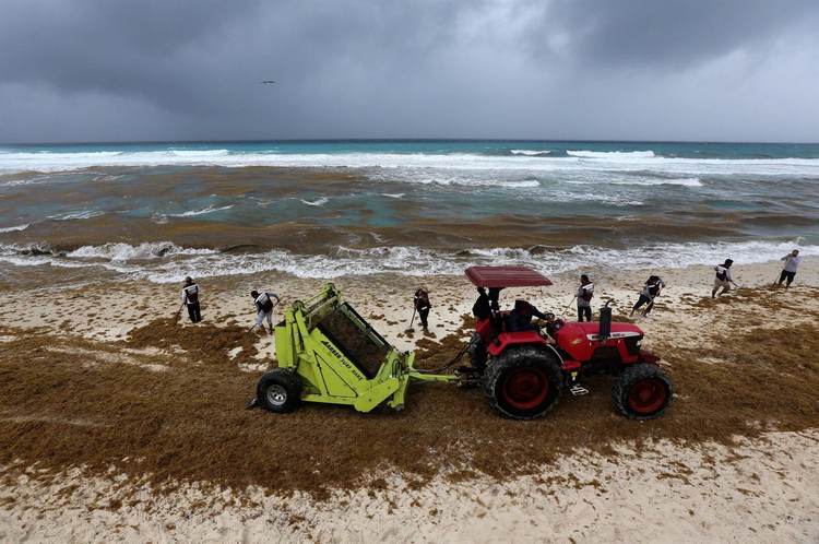 Why Sargassum in Cancun 2025 is worse than ever before - Photo 8