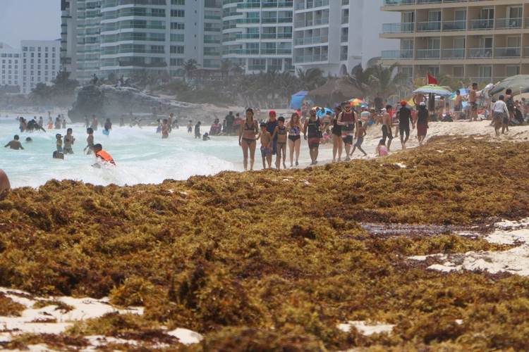 Why Sargassum in Cancun 2025 is worse than ever before - Photo 5