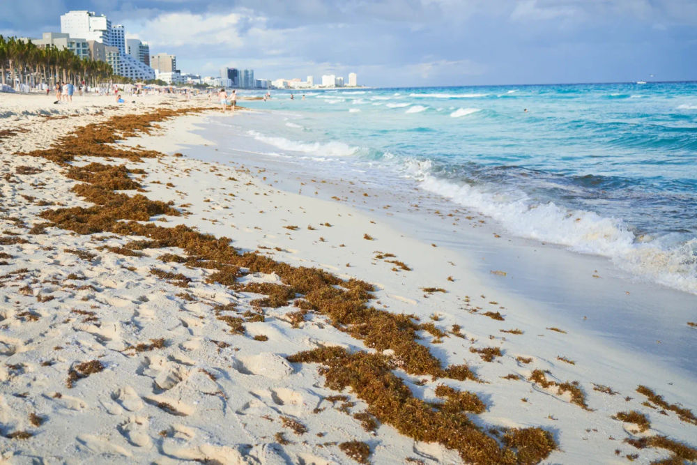 Why Sargassum in Cancun 2025 is worse than ever before - Photo 3