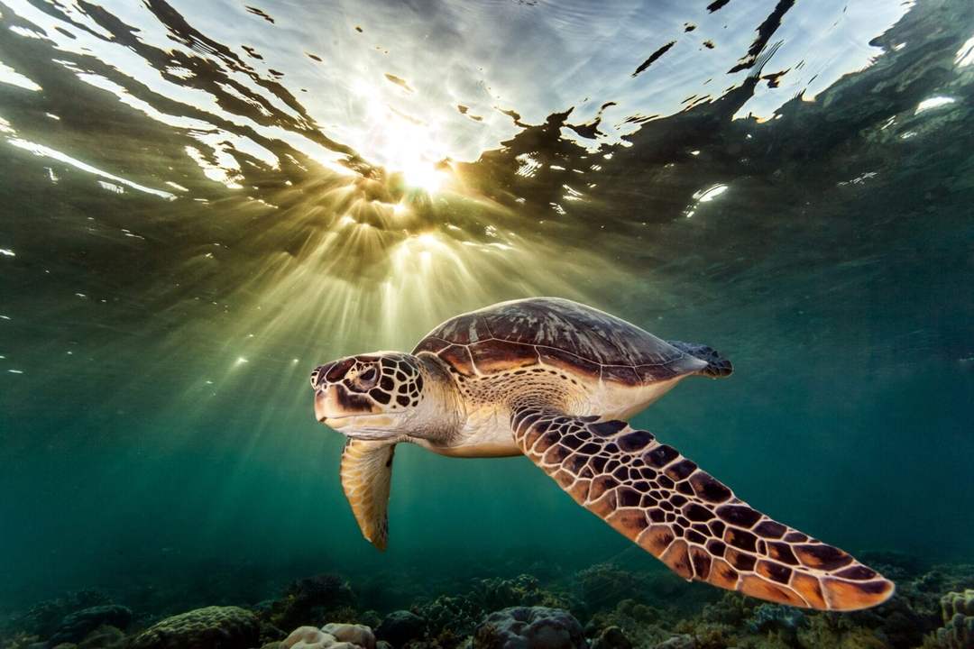 Sea Turtle Nesting in Tulum: Protecting a Precious Ritual Under Threat