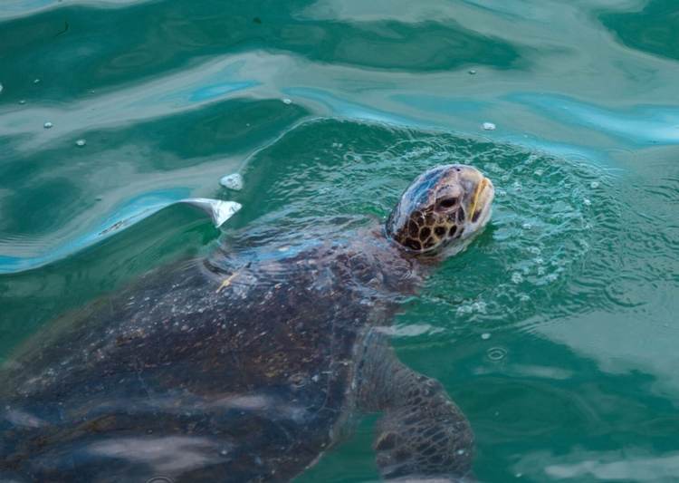 Sea Turtle Nesting in Tulum: Protecting a Precious Ritual Under Threat - Photo 2