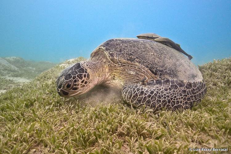 Sea Turtle Nesting in Tulum: Protecting a Precious Ritual Under Threat - Photo 4