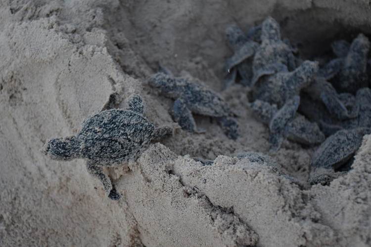 Sea Turtle Nesting in Tulum: Protecting a Precious Ritual Under Threat - Photo 5