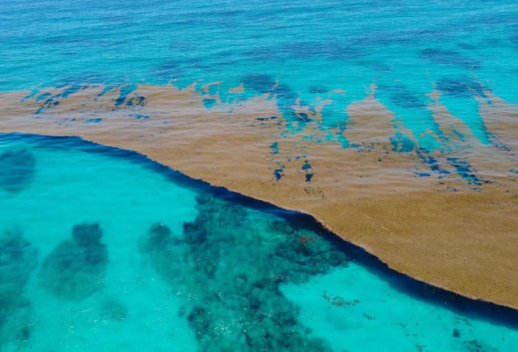 The Truth About Sargassum Seaweed in Mexico’s Caribbean - Photo 1 The Truth About Sargassum Seaweed in Mexico’s Caribbean - Photo 1