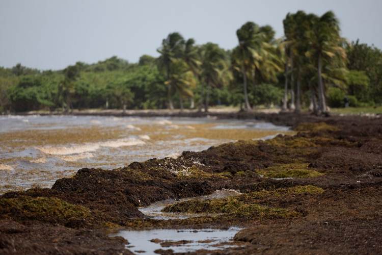 The Truth About Sargassum Seaweed in Mexico’s Caribbean - Photo 2 The Truth About Sargassum Seaweed in Mexico’s Caribbean - Photo 2