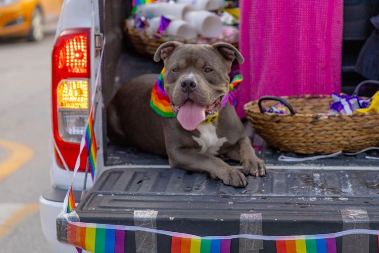 Tulum Pride Parade Unites Locals Tourists and Activists in Vibrant Celebration - Photo 2 Tulum Pride Parade Unites Locals Tourists and Activists in Vibrant Celebration - Photo 2