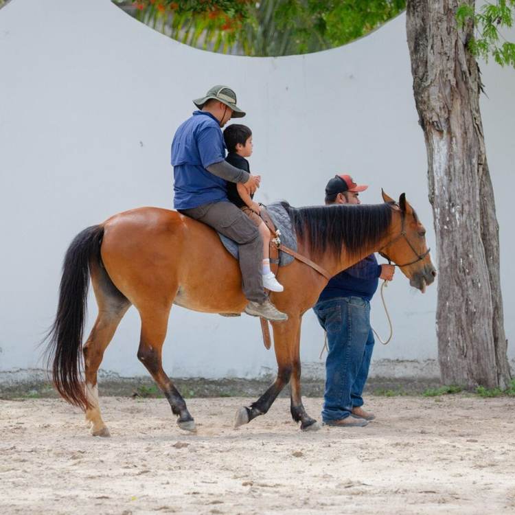 How Equine‑Assisted Therapy Is Empowering Children and Adults in Tulum - Photo 1 How Equine‑Assisted Therapy Is Empowering Children and Adults in Tulum - Photo 1