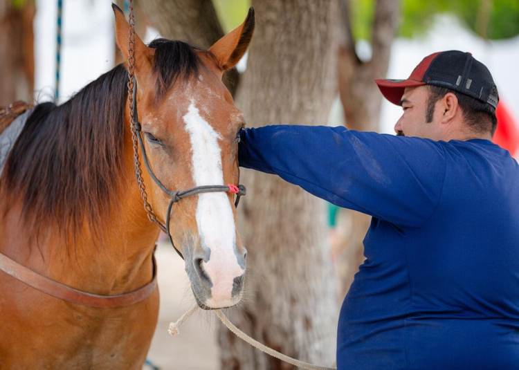 How Equine‑Assisted Therapy Is Empowering Children and Adults in Tulum - Photo 3 How Equine‑Assisted Therapy Is Empowering Children and Adults in Tulum - Photo 3