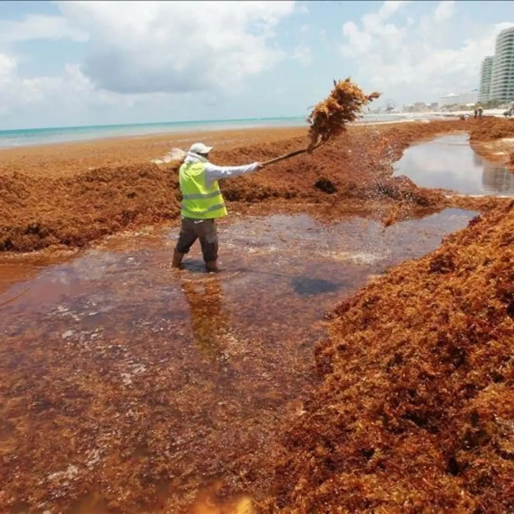 Sargassum in Mexico: Battling an Unwelcome Tide on the Caribbean Coast - Photo 1