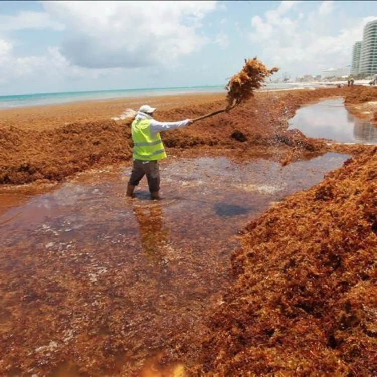 Sargassum in Mexico: Battling an Unwelcome Tide on the Caribbean Coast - Photo 1 Sargassum in Mexico: Battling an Unwelcome Tide on the Caribbean Coast - Photo 1