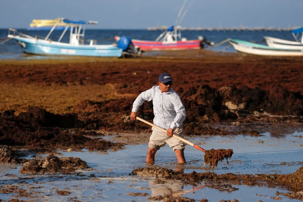 Sargassum in Mexico: Battling an Unwelcome Tide on the Caribbean Coast - Photo 2