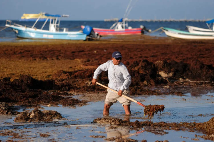 Sargassum in Mexico: Battling an Unwelcome Tide on the Caribbean Coast - Photo 2 Sargassum in Mexico: Battling an Unwelcome Tide on the Caribbean Coast - Photo 2