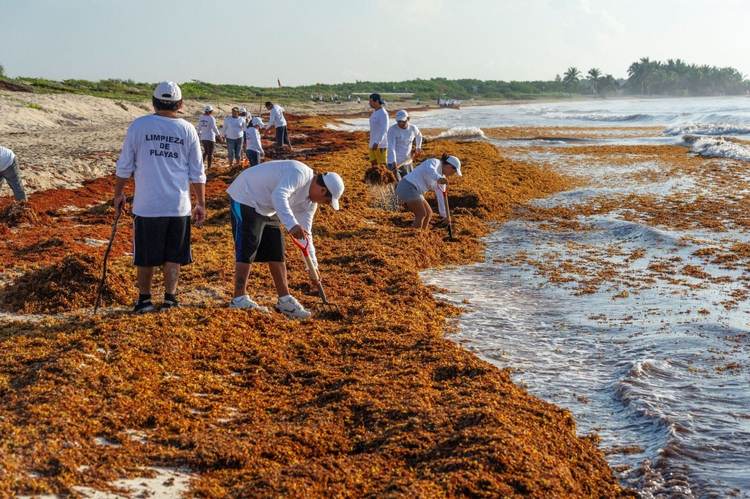 Sargassum in Mexico: Battling an Unwelcome Tide on the Caribbean Coast - Photo 4 Sargassum in Mexico: Battling an Unwelcome Tide on the Caribbean Coast - Photo 4