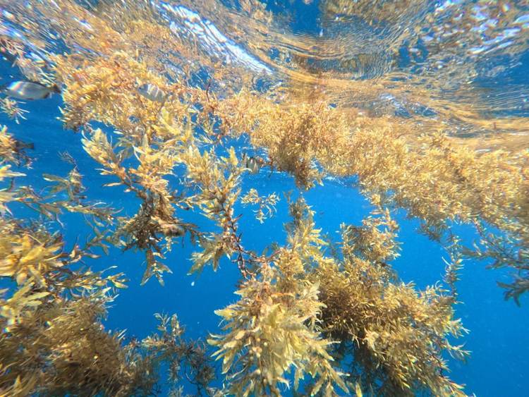 Sargassum in Mexico: Battling an Unwelcome Tide on the Caribbean Coast - Photo 6 Sargassum in Mexico: Battling an Unwelcome Tide on the Caribbean Coast - Photo 6