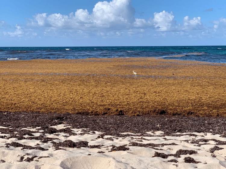 Sargassum in Mexico: Battling an Unwelcome Tide on the Caribbean Coast - Photo 7 Sargassum in Mexico: Battling an Unwelcome Tide on the Caribbean Coast - Photo 7