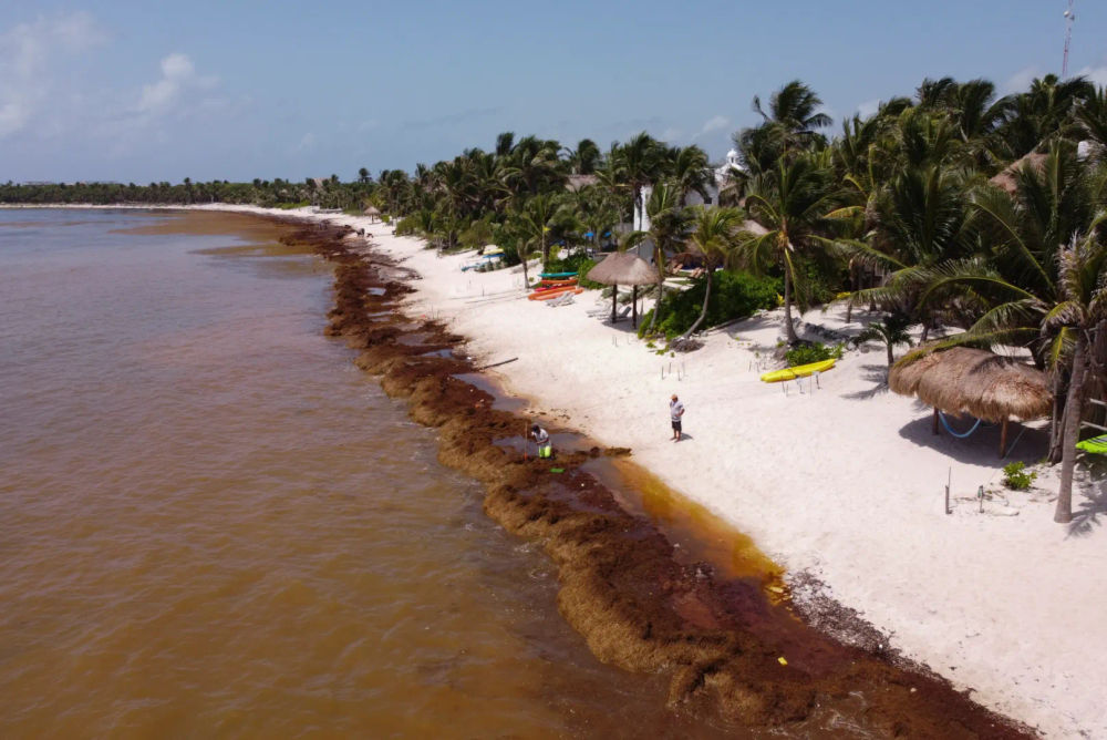 Sargassum in Mexico: Battling an Unwelcome Tide on the Caribbean Coast - Photo 8