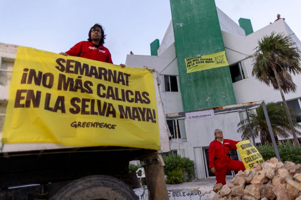 Activists confront SEMARNAT over Maya Jungle deforestation crisis - Photo 2