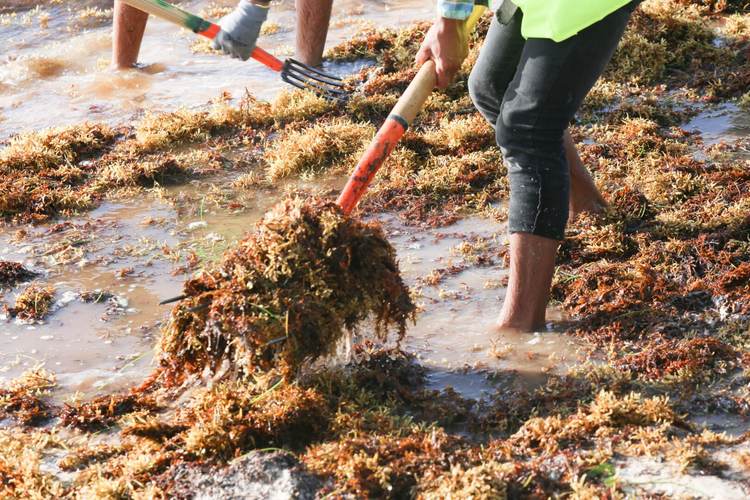 Sargassum invasion puts endangered loggerhead turtles at greater risk - Photo 2