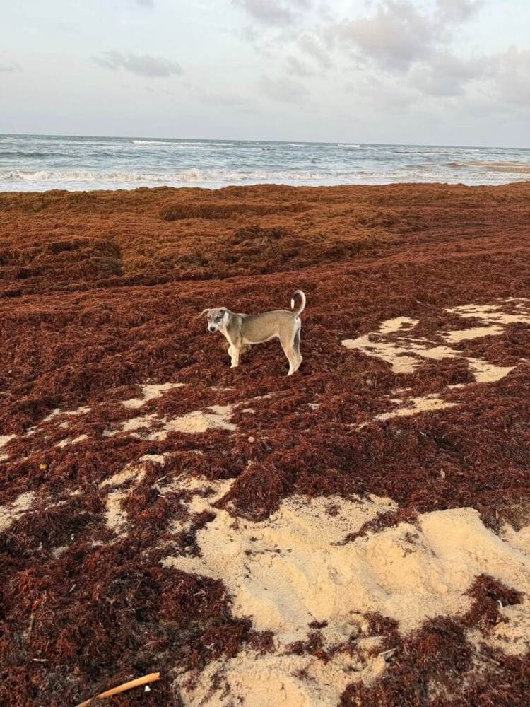Why aren’t measures being taken against sargassum in Tulum despite the growing crisis - Photo 1 Why aren’t measures being taken against sargassum in Tulum despite the growing crisis - Photo 1