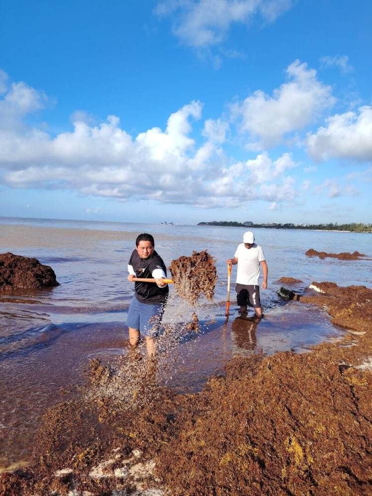 Why aren’t measures being taken against sargassum in Tulum despite the growing crisis - Photo 2 Why aren’t measures being taken against sargassum in Tulum despite the growing crisis - Photo 2