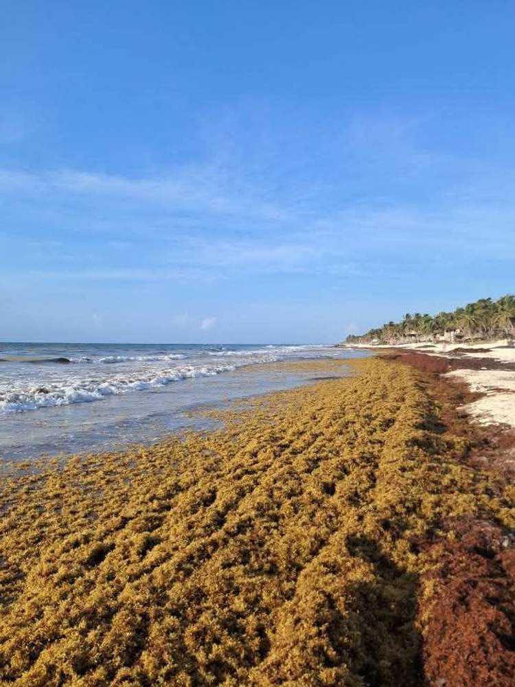 Why aren’t measures being taken against sargassum in Tulum despite the growing crisis - Photo 3 Why aren’t measures being taken against sargassum in Tulum despite the growing crisis - Photo 3