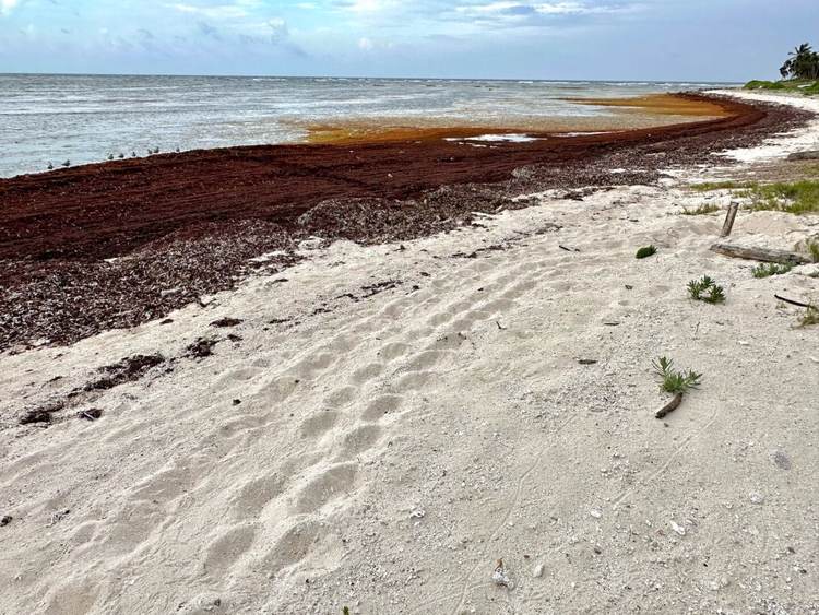 Why aren’t measures being taken against sargassum in Tulum despite the growing crisis - Photo 5 Why aren’t measures being taken against sargassum in Tulum despite the growing crisis - Photo 5