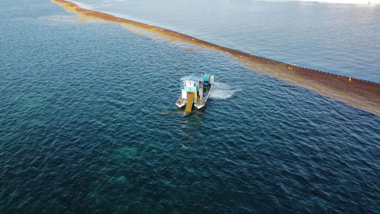 Fighting sargassum has become a battle where nature and human error both lose - Photo 1 Fighting sargassum has become a battle where nature and human error both lose - Photo 1