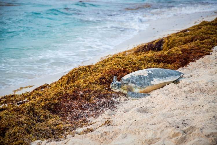 Fighting sargassum has become a battle where nature and human error both lose - Photo 3 Fighting sargassum has become a battle where nature and human error both lose - Photo 3