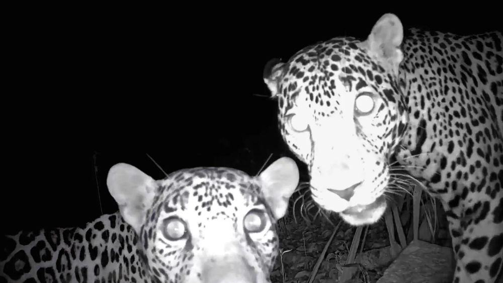 A Wild Encounter at the Edge of Civilization - Photo 3