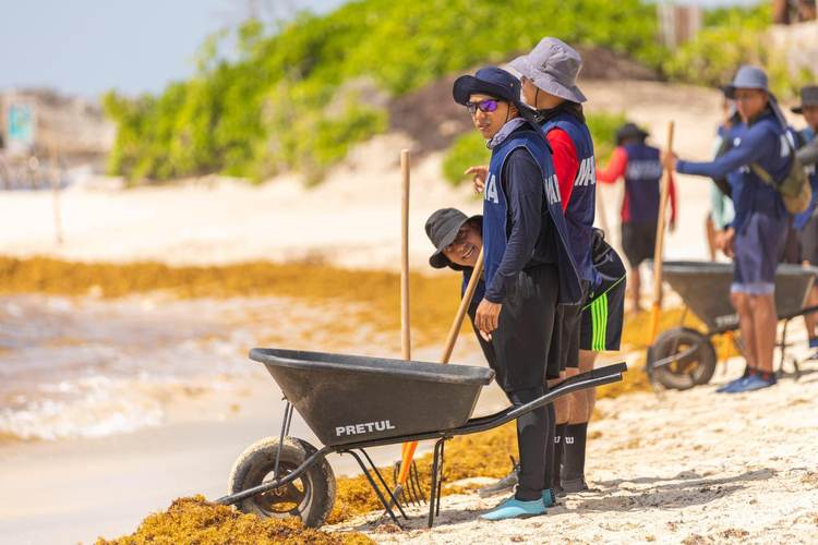 Record-breaking sargassum cleanup efforts intensify on Tulum’s beaches in 2025 - Photo 2 Record-breaking sargassum cleanup efforts intensify on Tulum’s beaches in 2025 - Photo 2