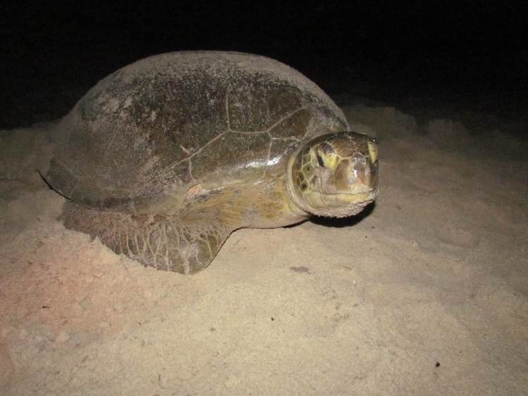 Tulum beaches see over 650 sea turtle nests as conservation teams work through the night - Photo 1