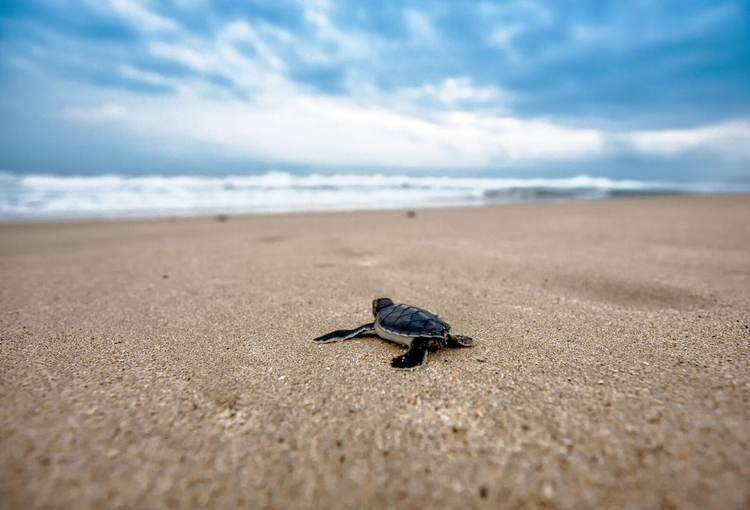 Tulum beaches see over 650 sea turtle nests as conservation teams work through the night - Photo 2