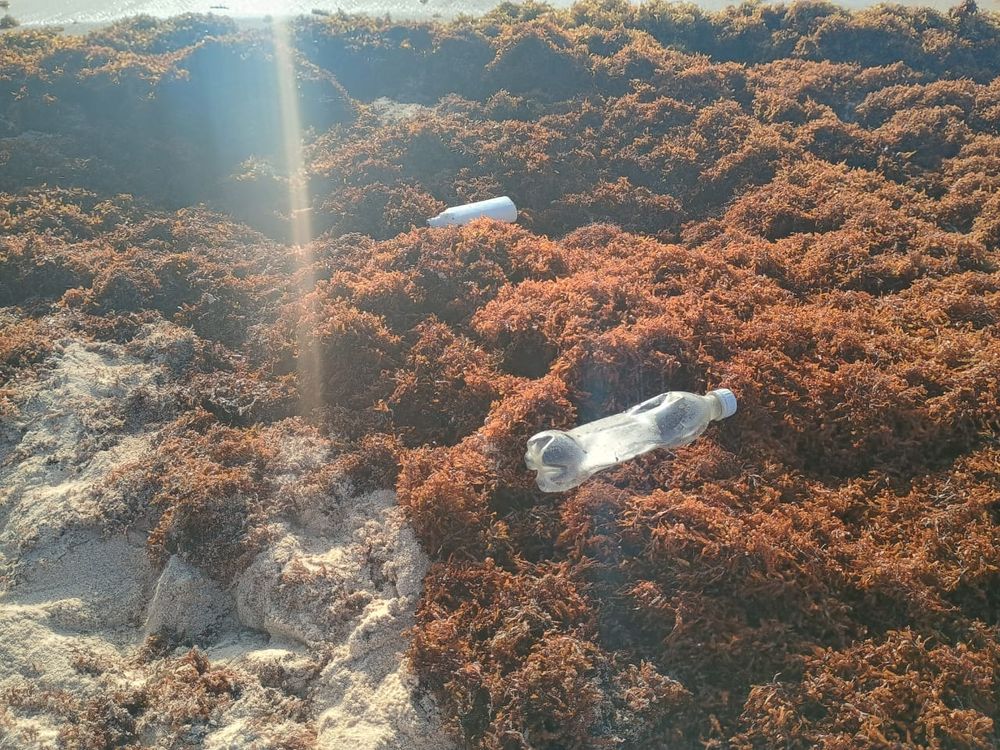 The SAK Program mobilizes volunteers in Tulum to fight plastic pollution and restore the sea - Photo 3