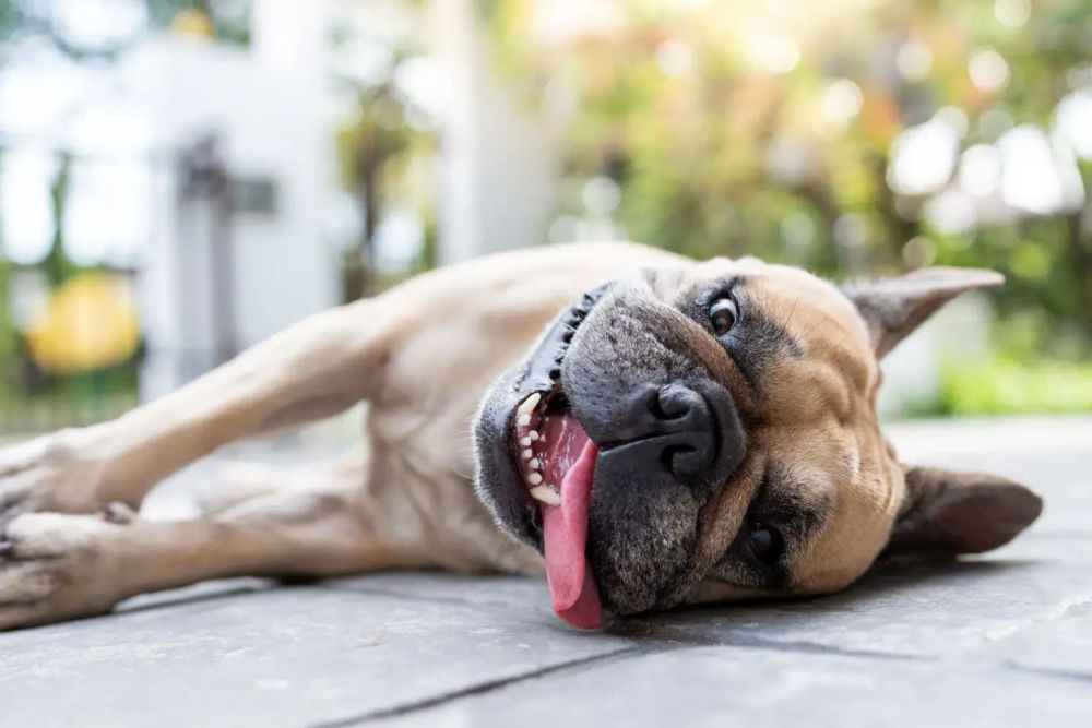 How to Prevent Heat Stroke in Dogs During the Hot Summer Months - Photo 1