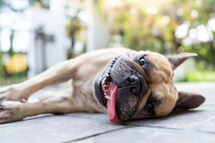 How to Prevent Heat Stroke in Dogs During the Hot Summer Months - Photo 1