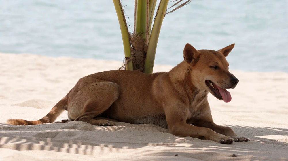 How to Prevent Heat Stroke in Dogs During the Hot Summer Months - Photo 2