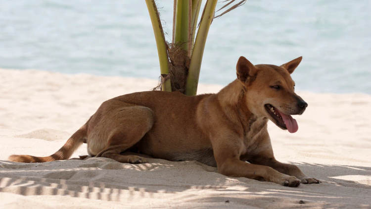 How to Prevent Heat Stroke in Dogs During the Hot Summer Months - Photo 2