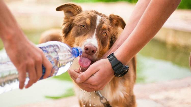 How to Prevent Heat Stroke in Dogs During the Hot Summer Months - Photo 3