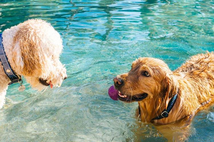 How to Prevent Heat Stroke in Dogs During the Hot Summer Months - Photo 4