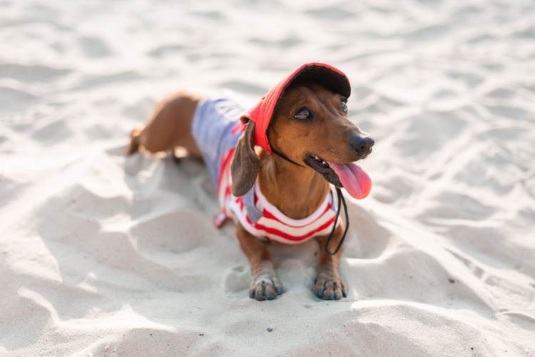 How to Prevent Heat Stroke in Dogs During the Hot Summer Months - Photo 5