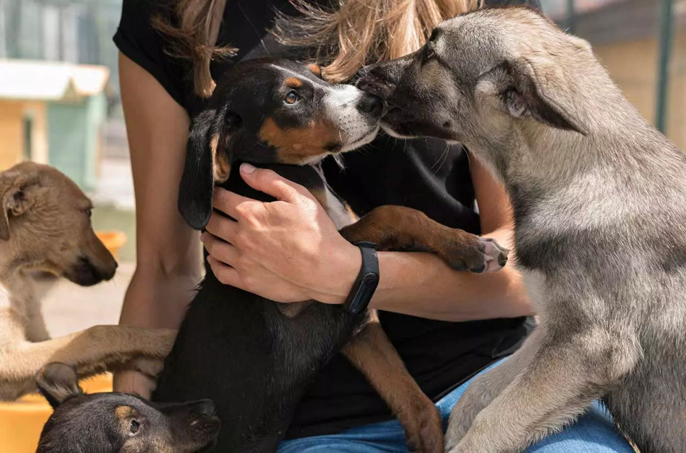 Rescue animals take center stage at Tulum’s biggest pet adoption event - Photo 1