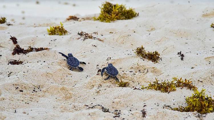 150 volunteers protect Tulum sea turtle nesting from tourist impact - Photo 2 150 volunteers protect Tulum sea turtle nesting from tourist impact - Photo 2
