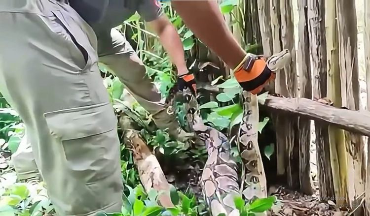 This Boa Constrictor Took a Wrong Turn and Ended Up in a Tulum Backyard - Photo 1 This Boa Constrictor Took a Wrong Turn and Ended Up in a Tulum Backyard - Photo 1