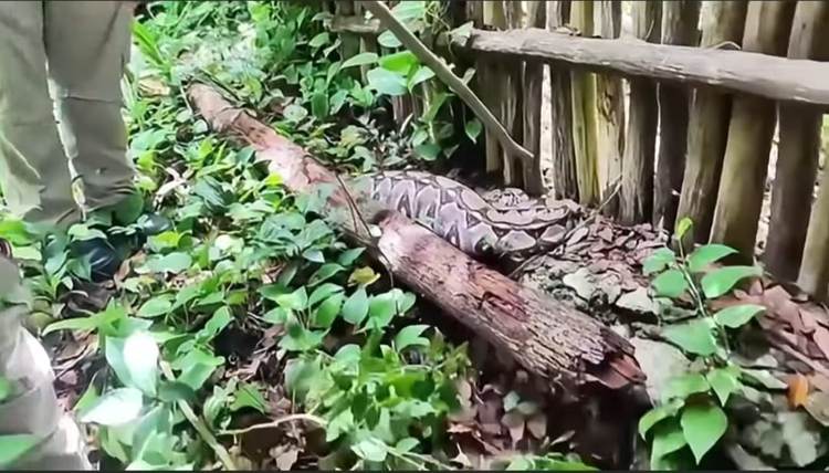 This Boa Constrictor Took a Wrong Turn and Ended Up in a Tulum Backyard - Photo 2